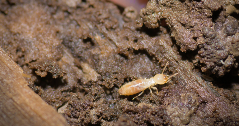 Tips To Decrease The Chance Of A Termite Attack