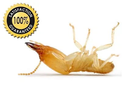 How would You Fix Termite Issue