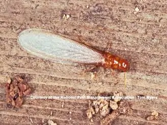 Get rid of Drywood Termites