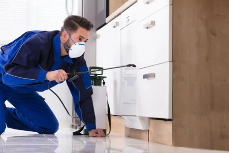 Deal with the Menace of Termites in West Los Angeles