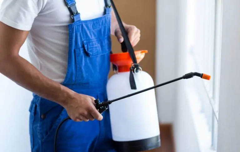 How to Prevent Termites from Damaging the Structure