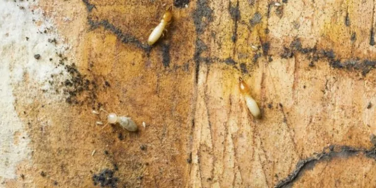 Prevent Drywood Termite Infestation