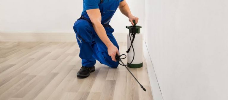 Comprehensive Termite Inspection Services