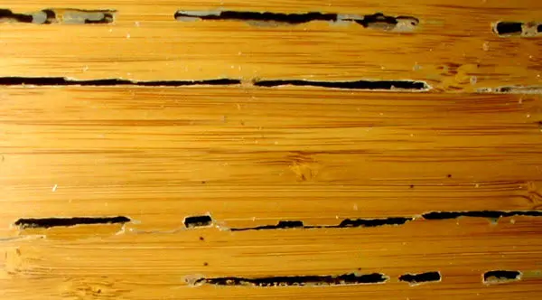 Guidelines for Preserving Wood from Termite Attack