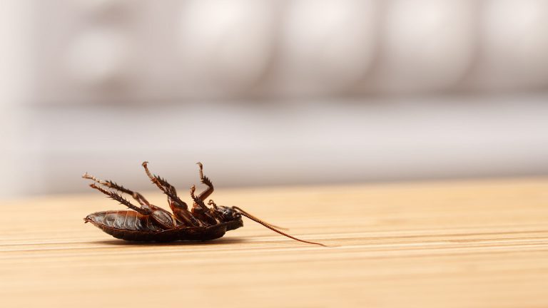 Necessity of Regular Pest Control