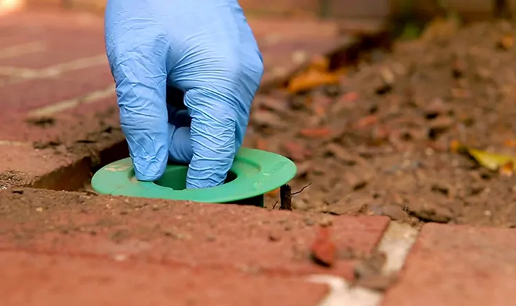 Termite Repair Specialists Near Me
