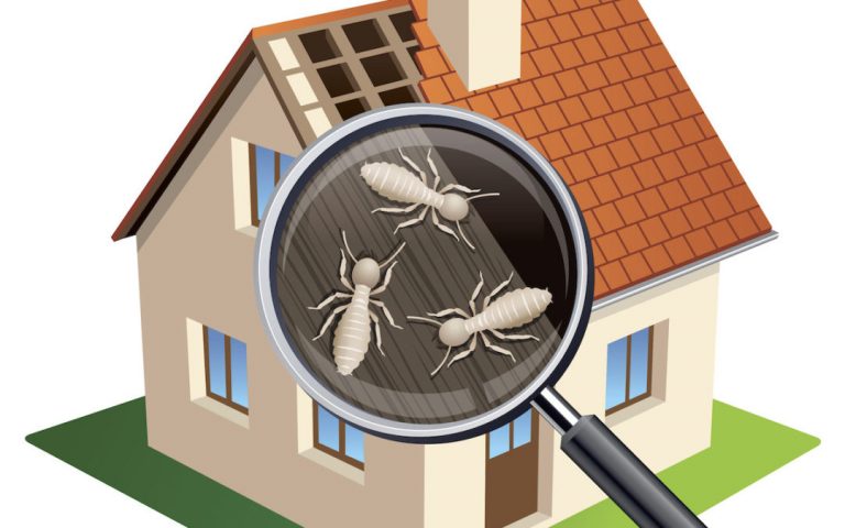 What is the Cost of a Termite Treatment?