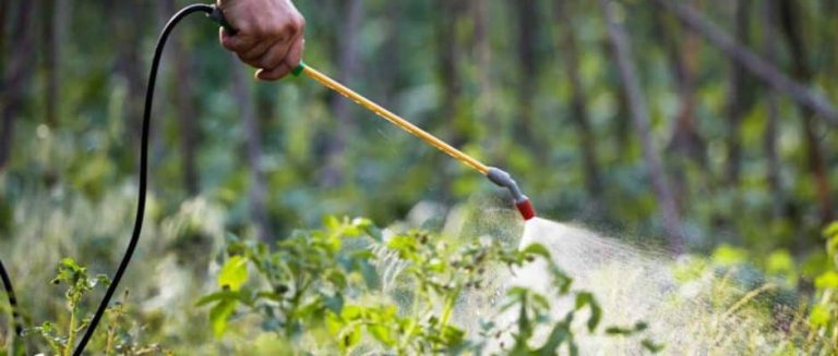 Advantages of Non-Toxic Termite Treatment in Los Angeles, CA