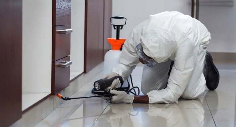 Termite Control Service for Flats
