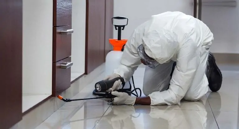 Termite Control Service for Flats