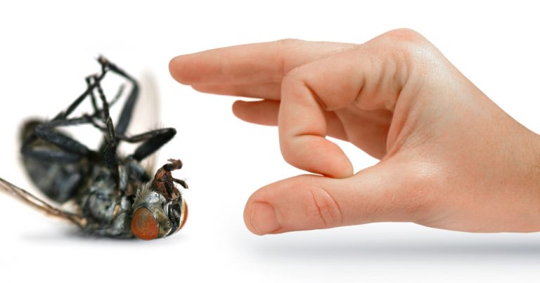 Services Offered by My Termite Company