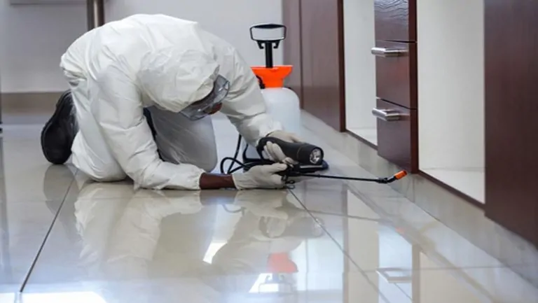 Termite Treatment Service in Winter