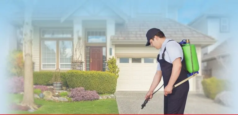 Bed Bugs - Pest Control