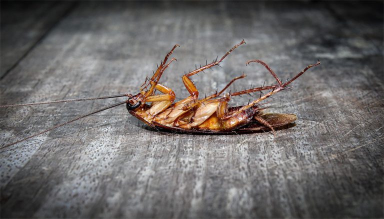 Pest Infestation Sources
