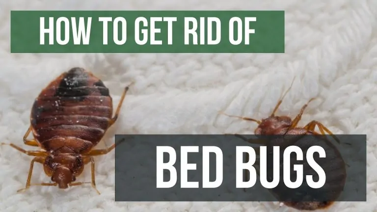 Preventive Measures to Control Bed Bugs