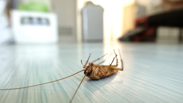 Is your Place Haunted by Pests
