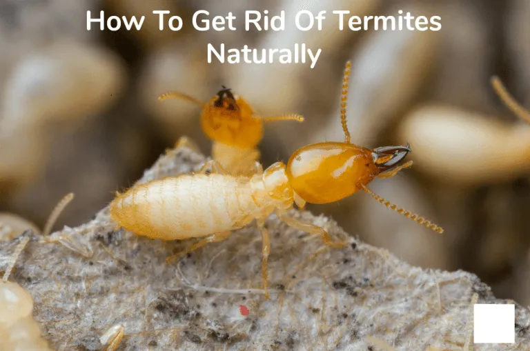 Natural Ways to Treat Termites