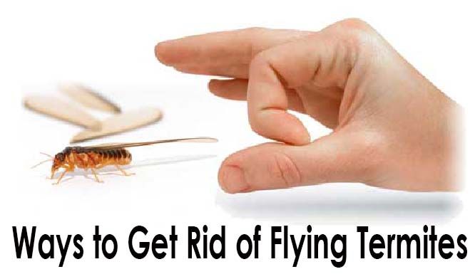 Need Home Remedy to deal with Termites