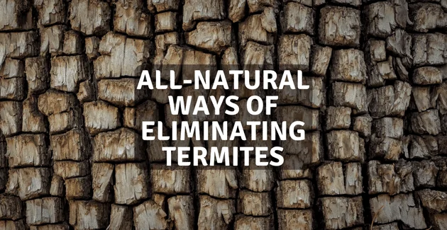 Why hire Service from My Termite Company