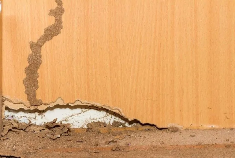 Is Landscaping Prone to Inviting Termites