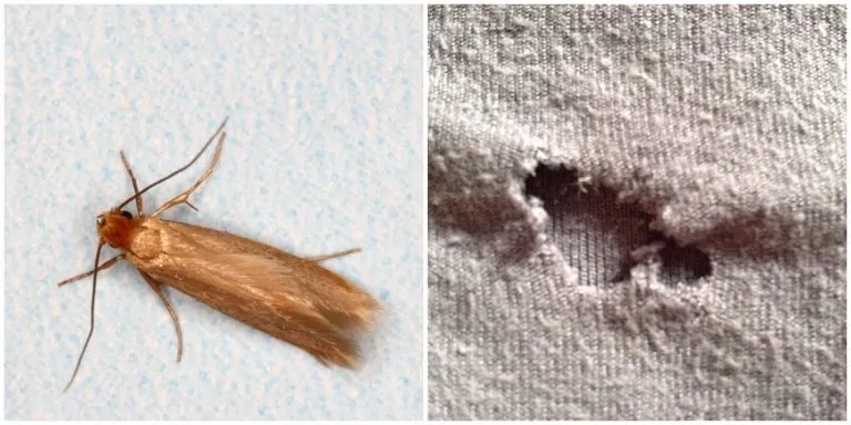 Need to Protect your Clothes from Termite Attack