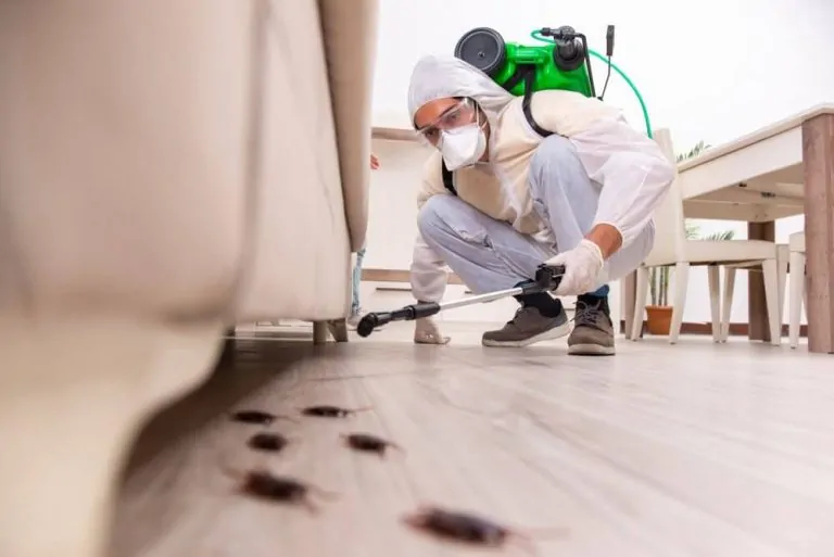 Sustainable Pest Management Solution for Biscuit Beetle