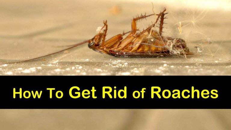 Want to Get Rid of Roaches?
