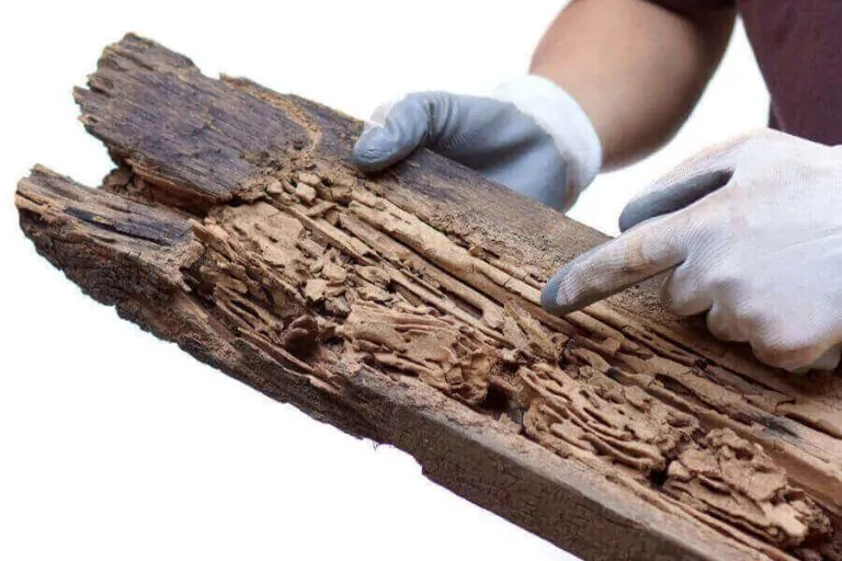 Why you should rely on Termite Repairs