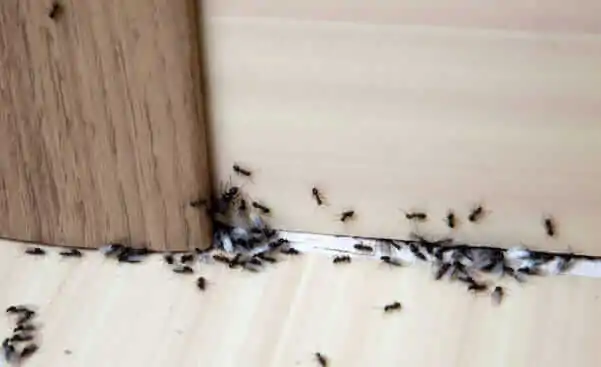 Looking to Banish Termites from your Kitchen