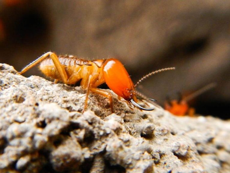 Do Environmental Conditions Affect Termite Control?