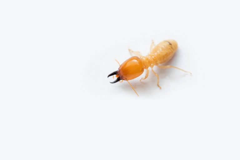 How to Control Subterranean Termites?