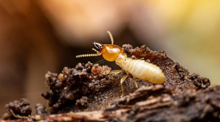 Non-chemical Method to Control Termites in Agriculture