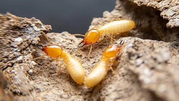 Guidelines to Refrain from Faulty Construction Practices (Termite Control)