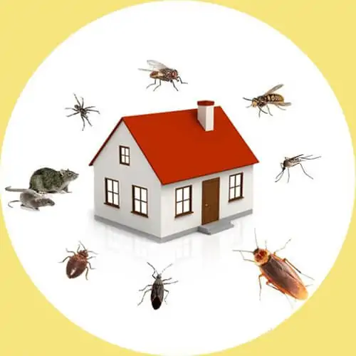 What is the Cost of Hiring Termite Control Service?
