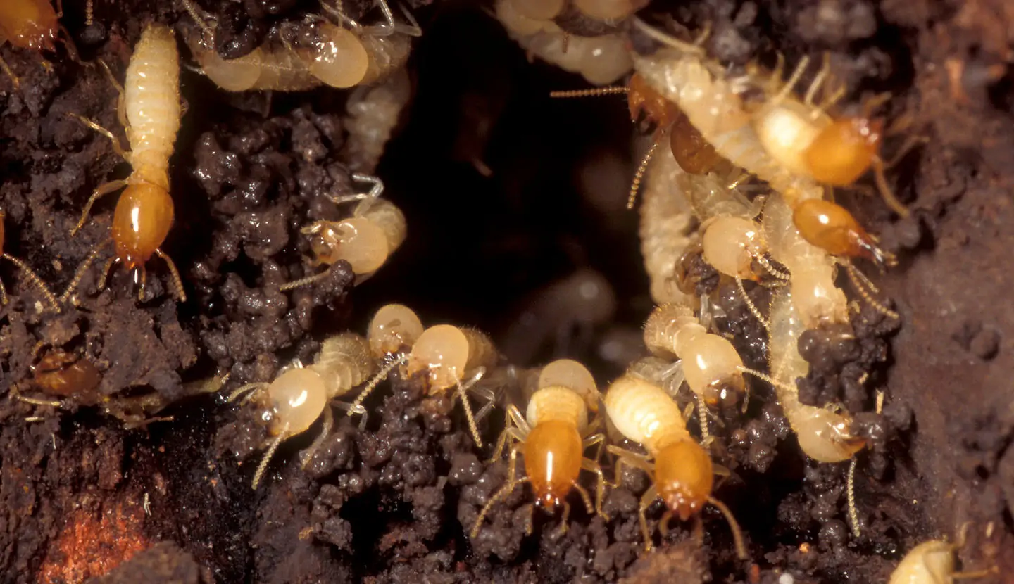 Drywood Termite Colony Close-up of active drywood termite colony in wood, showing early signs of infestation.