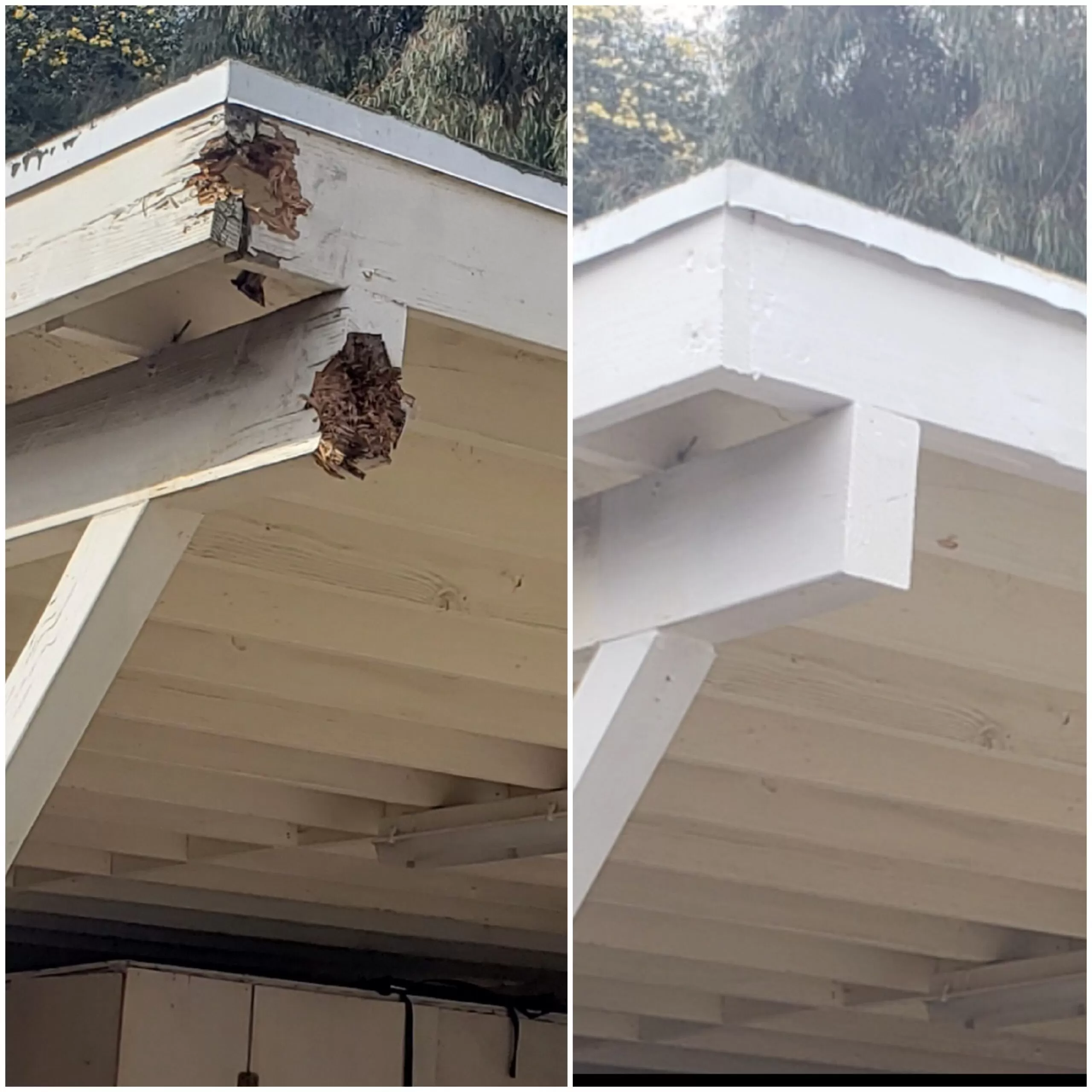 Drywood Termite Damage Repairs