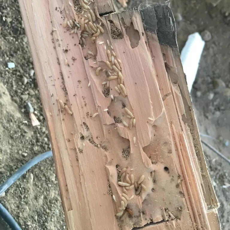 Drywood Termite Wood Damage and Termites