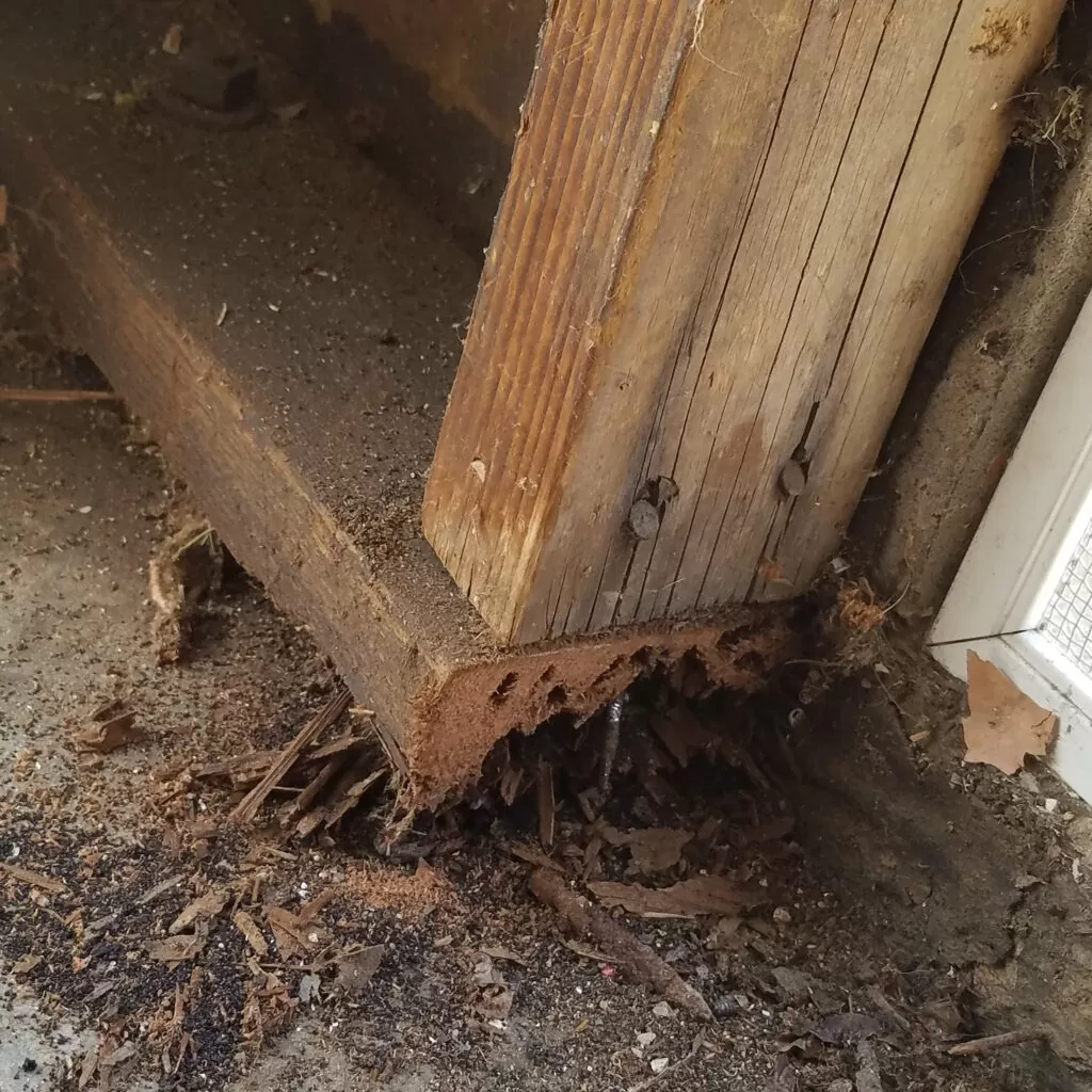 Drywood termite damage