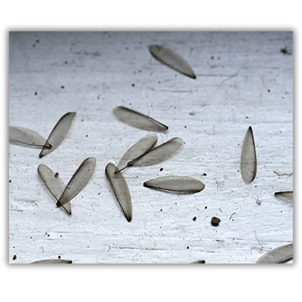 Drywood Termite Wings 
