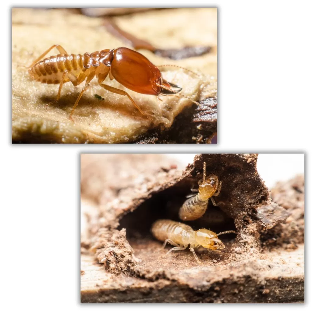 Drywood and Subterranean Termites