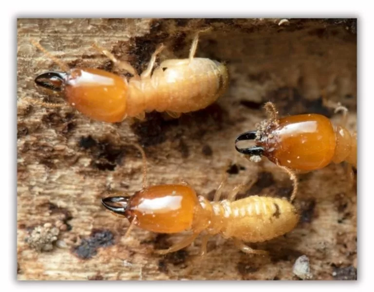 Soldier Termites