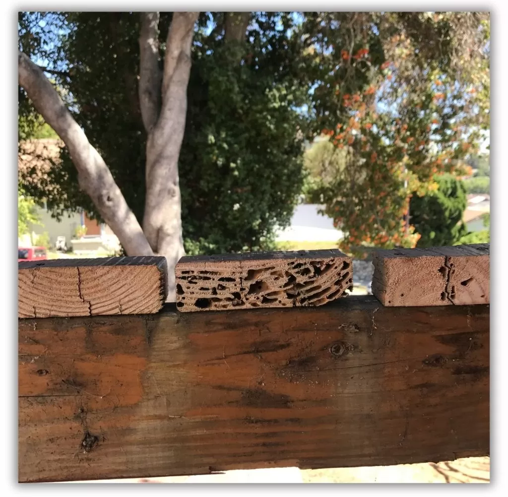 Damaged Wood Caused by Termites