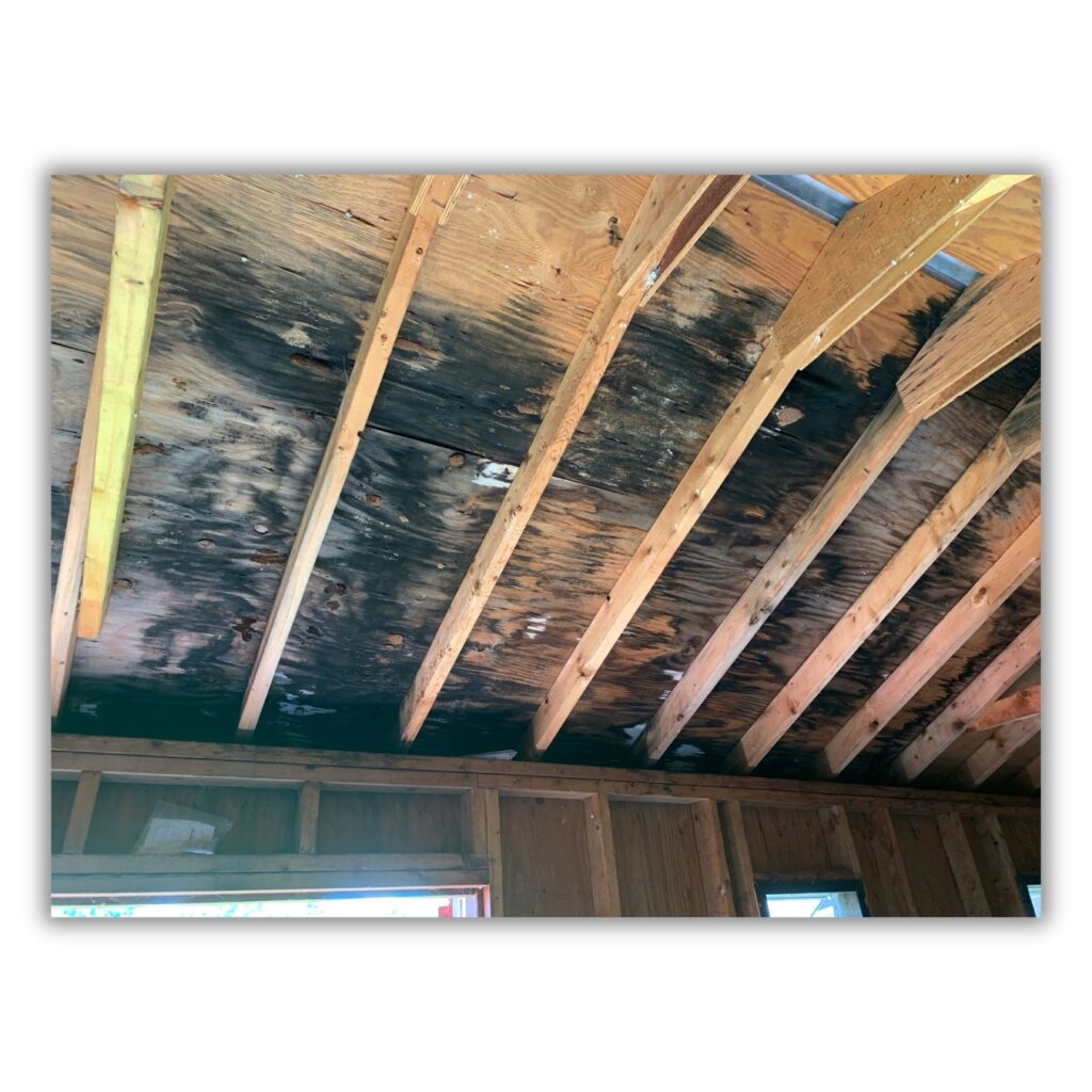 Home with Mold Caused by Termites