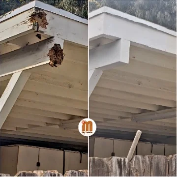 termite damaged wood patching