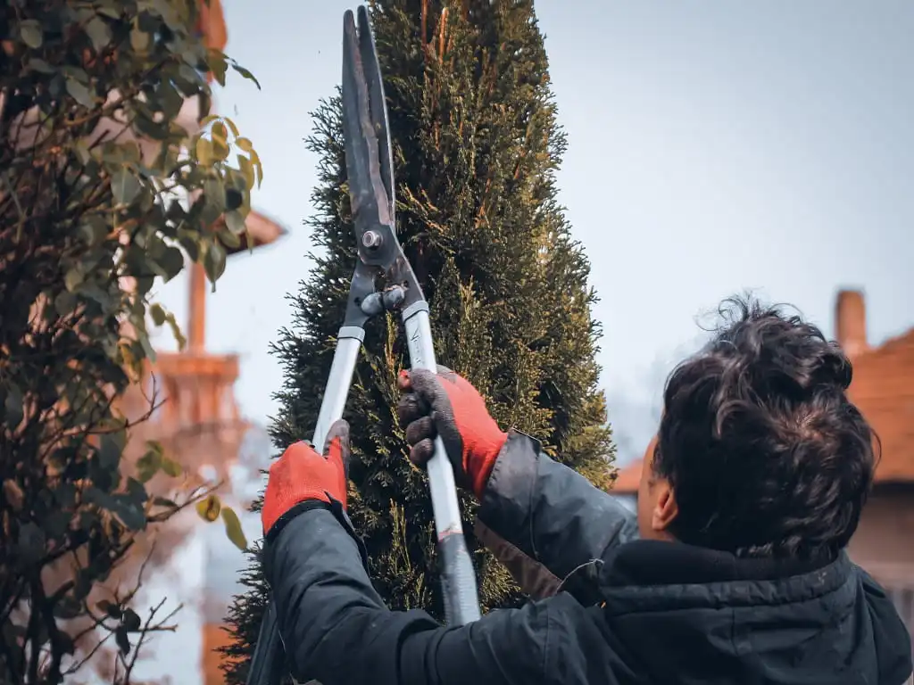 Tree Trimming