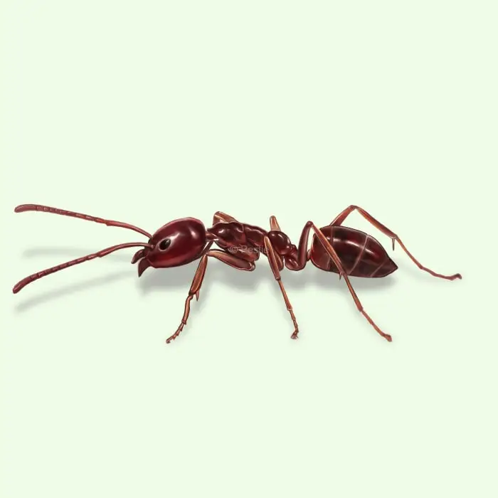 Argentine Ants