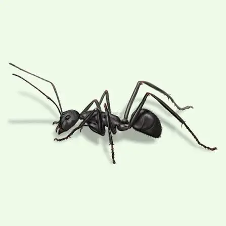 Carpenter Ants