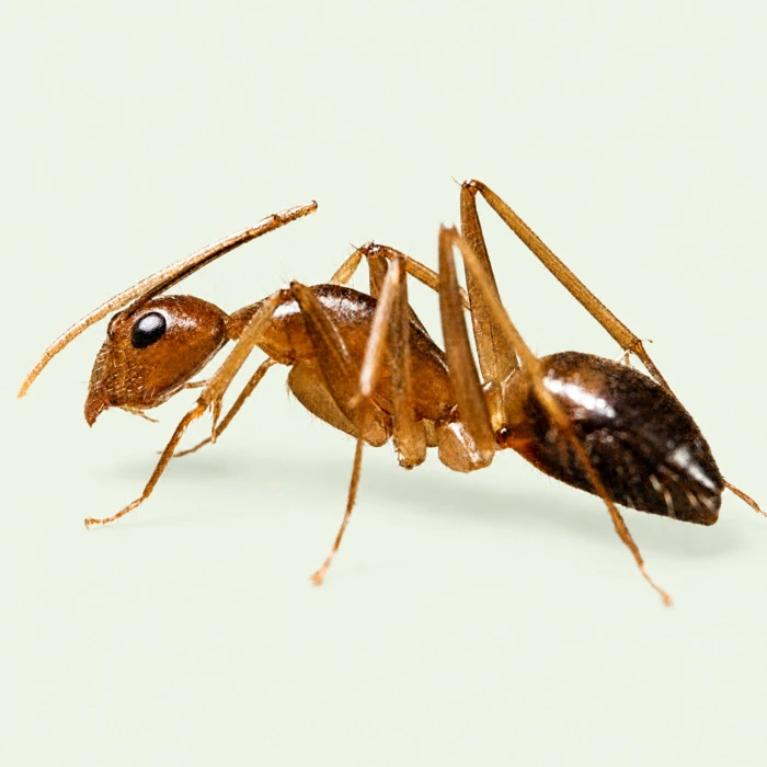 Ghost Ants