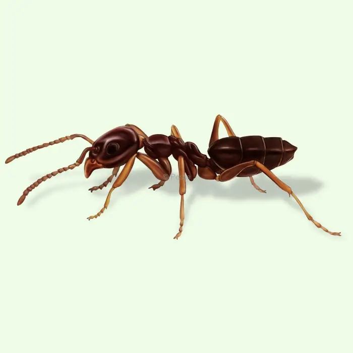 Odorous House Ants