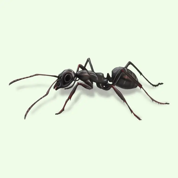 Pavement Ants